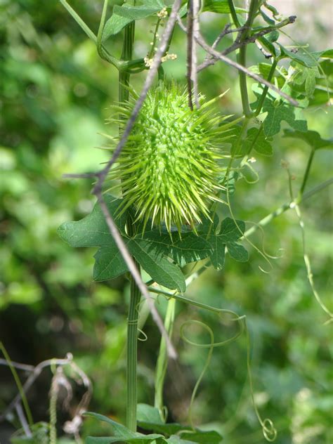 Leaves of Plants: Wild Cucumber