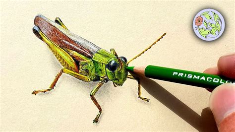 Realistic drawing of a grasshopper 🦗 - YouTube