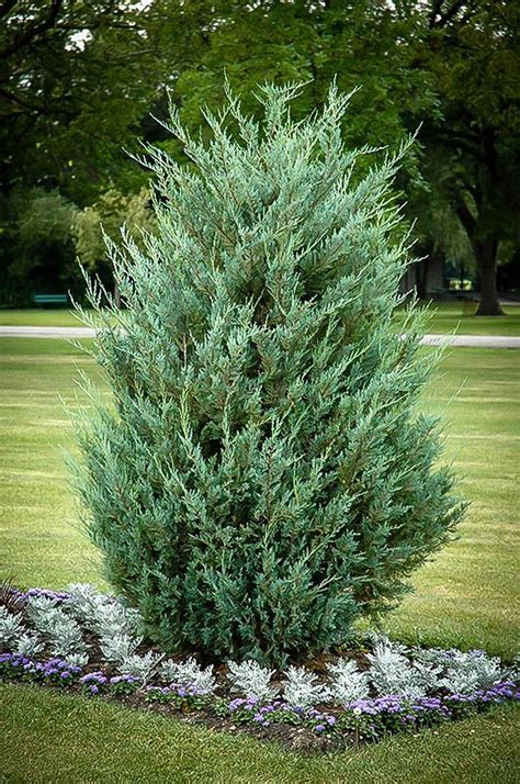 24 best Juniper Trees images on Pinterest | Juniper tree, Landscaping ideas and Yard ideas