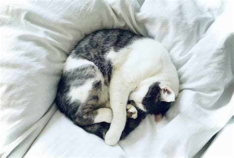 Cat's Sleeping Position Reveals About Their Health