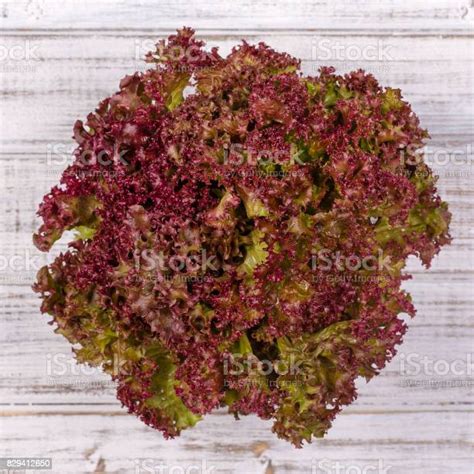 Daun Salad Tanaman Salad Selada Daun Sayuran Hidroponik Foto Stok - Unduh Gambar Sekarang - iStock