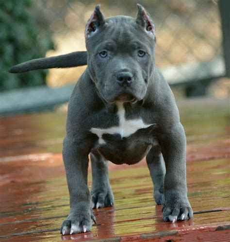 8 best Pocket bully (mini pittbulls) images on Pinterest | Pocket bully, Doggies and Pets