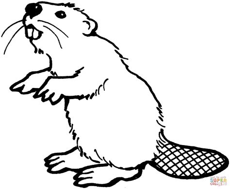 American beaver coloring page | Free Printable Coloring Pages ...