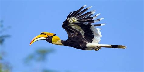 Ini Fakta Burung Enggang, Burung yang Dikeramatkan oleh Suku Dayak