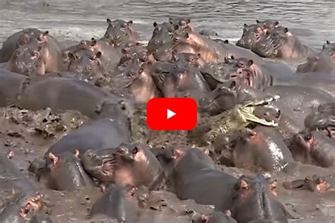 Crocodile Enters Pool of Hippos, Immediately Regrets Life Decisions - Wide Open Spaces