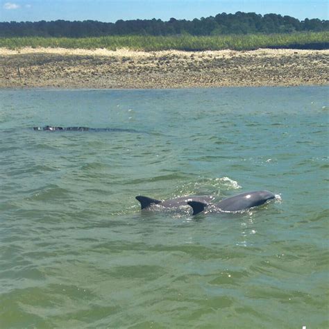 Hilton Head Dolphin Tours - Dolphin Experience Tour