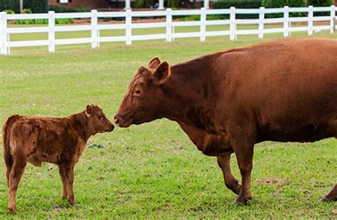 Red Angus - Description, Habitat, Image, Diet, and Interesting Facts