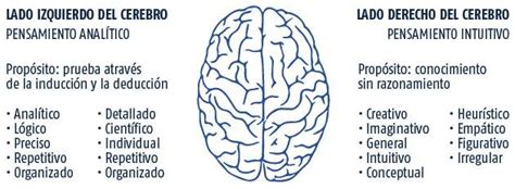 Modelo de los hemisferios cerebrales. | Download Scientific Diagram