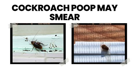 Cockroach Poop: What Does It Look Like?