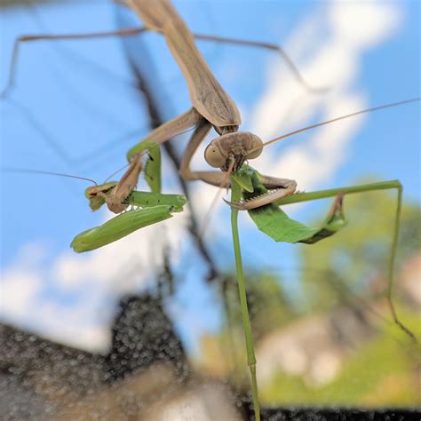 Praying Mantis Eating Younger Praying Mantis : natureismetal