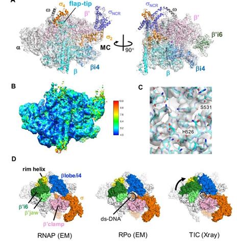 The cryo-EM structure of the E. coli RNAP σ 70 holoenzyme. A, Cryo-EM... | Download Scientific ...