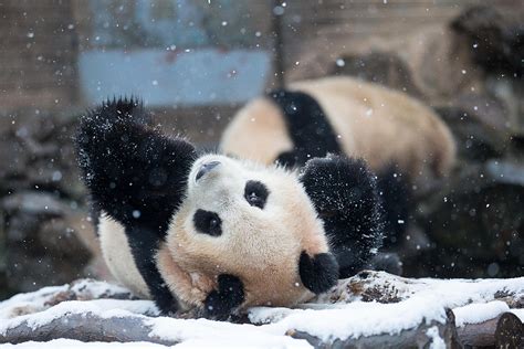 Panda Playing in the Snow