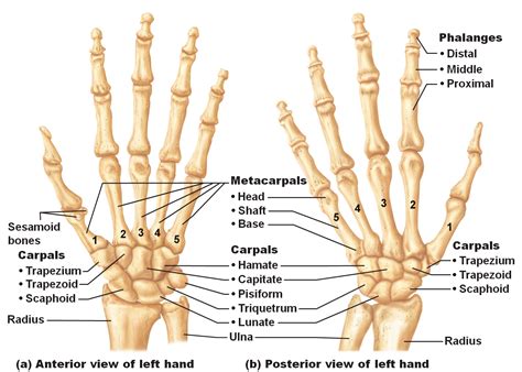 Bones of the hands | Hand bone, Anatomy bones, Human anatomy and physiology