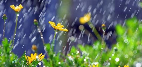 Free download APRIL SHOWERS BRING MAY FLOWERS blue flowers nature rain ...