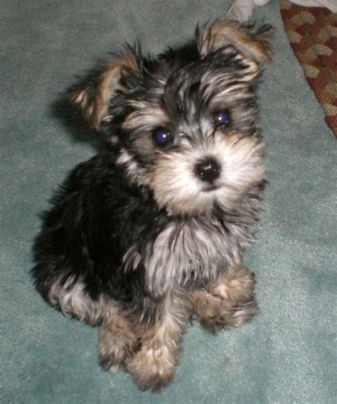 Snorkie puppy - Lucy | Yorkie dogs, Schnauzer puppy, Puppies