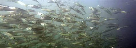 Striped Bass Need Menhaden Now More Than Ever - Marine Fish Conservation Network