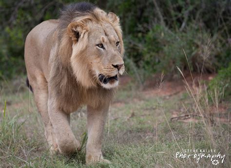 Lion Addo Eastern Cape | Lion, Eastern cape, Animals