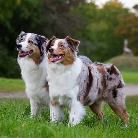 Two,Australian,Shepherd,Dogs,Standing - Vetericyn Animal Wellness