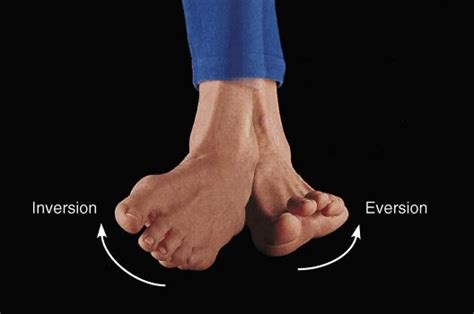 Foot Anatomy and Biomechanics - Foot & Ankle - Orthobullets