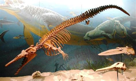 Basilosaurus Fossil - Picture of Smithsonian National Museum of Natural History, Washington DC ...