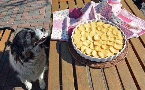 The Master Pie Recipe for Dogs | Healthy Paws Pet Insurance