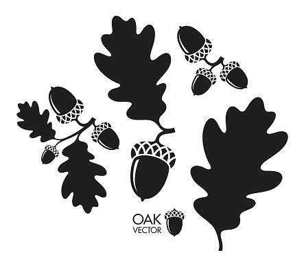 Oak Tree Silhouette Isolated Acorns And Leaves On White Background Stock Illustration - Download ...