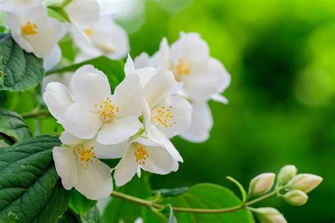 18 Beautiful Mock Orange Varieties (Philadelphus) - Petal Republic