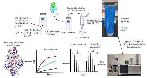 Hydrogen Deuterium Exchange Mass Spectrometry of Oxygen Sensitive Proteins —BIO-PROTOCOL