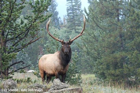 Idaho elk hunting: What you should know | Xtreme Idaho | idahostatejournal.com