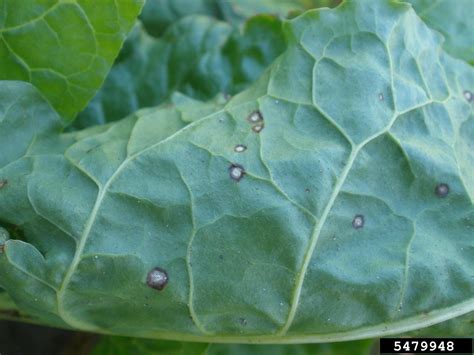 Cercospora leaf spot (Cercospora beticola)