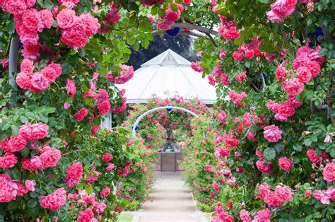 33 Dreamy Rose Garden Ideas to Ignite Your Imagination [Stunning Photos]