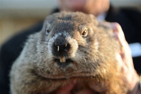 Punxsutawney Phil - Alchetron, The Free Social Encyclopedia