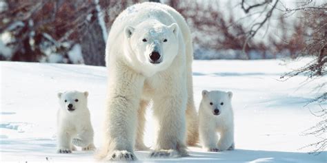 What Do Polar Bears Eat For Kids