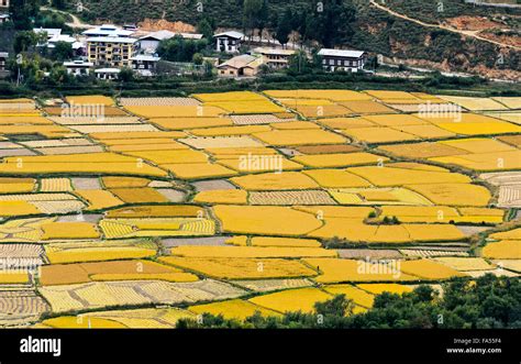 Yellow, ripe rice fields, Paro valley, Paro, Bhutan Stock Photo - Alamy