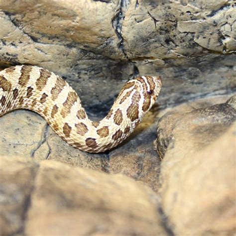 Hognose Snakes | Evolution Reptiles