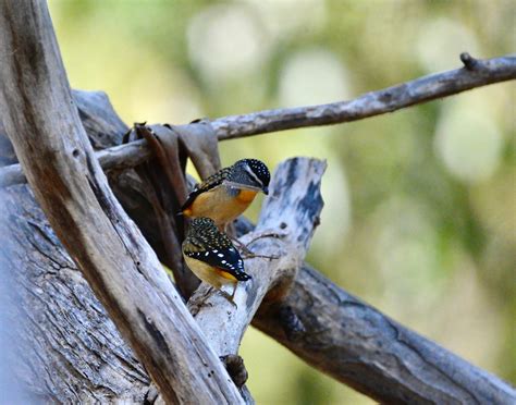 Spotted Pardalote - The Australian Museum