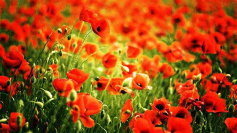 Red Poppy Wallpapers - Wallpaper Cave