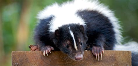 Skunk Removal Barrhaven - Get 'Em Out Wildlife Control Inc.