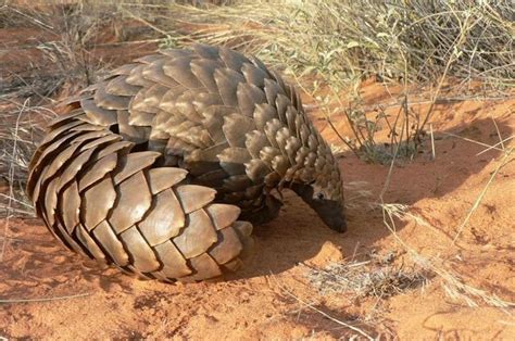 Giant Pangolin Facts, Size, Habitat, Lifespan, Diet, Pictures