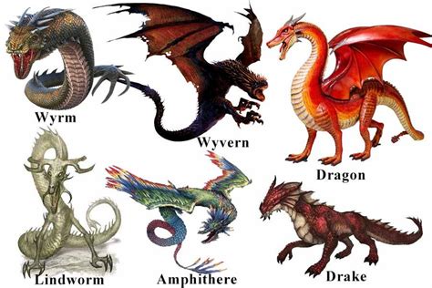 Dragon Vs Wyvern vs Wyrm vs Drake vs Lindworm : r/Dragon