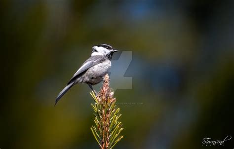 Chickadee at the Top by STownsendImages on DeviantArt