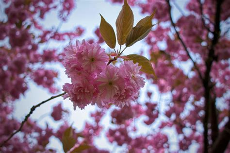 20,000+ Best Japanese Cherry Blossom Photos · 100% Free Download ...