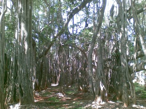 Bangalore Banyan Tree