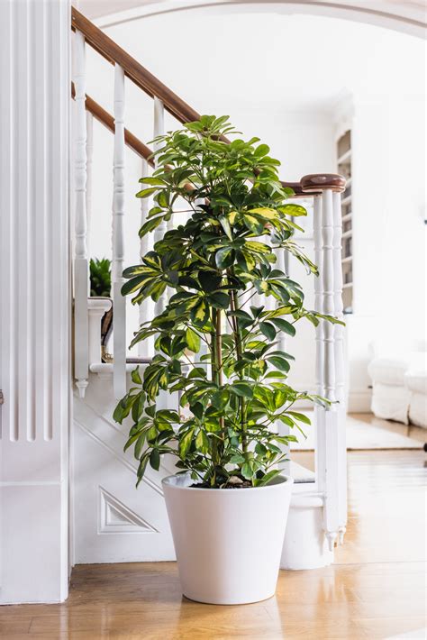 Schefflera Arboricola - Gold Capella | Flowers by Flourish