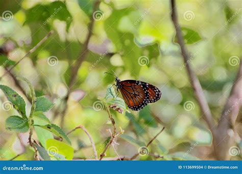 Butterfly Trail stock photo. Image of trail, butterfly - 113699504