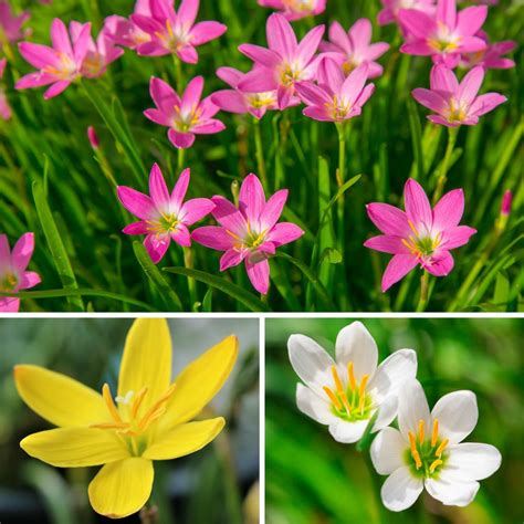 Mixed Rain Lily Bulbs for Sale | Sampler Collection – Easy To Grow Bulbs