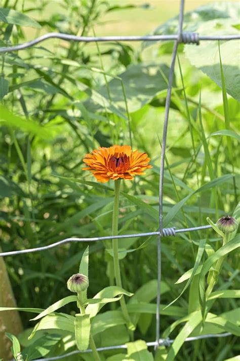 Growing Calendula Flowers (Plant, Harvest, Preserve) — Homesteading Family