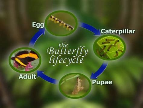 Blue Morpho Butterfly Life Cycle | Complete metamorphosis of a butterfly Morpho Butterfly, Blue ...