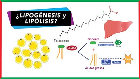 Diferencias entre Lipólisis y lipogénesis | Bioquímica - YouTube