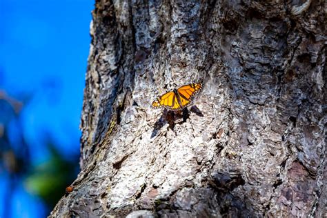 Pacific Grove Monarch Butterfly Sanctuary - Jeffsetter Travel